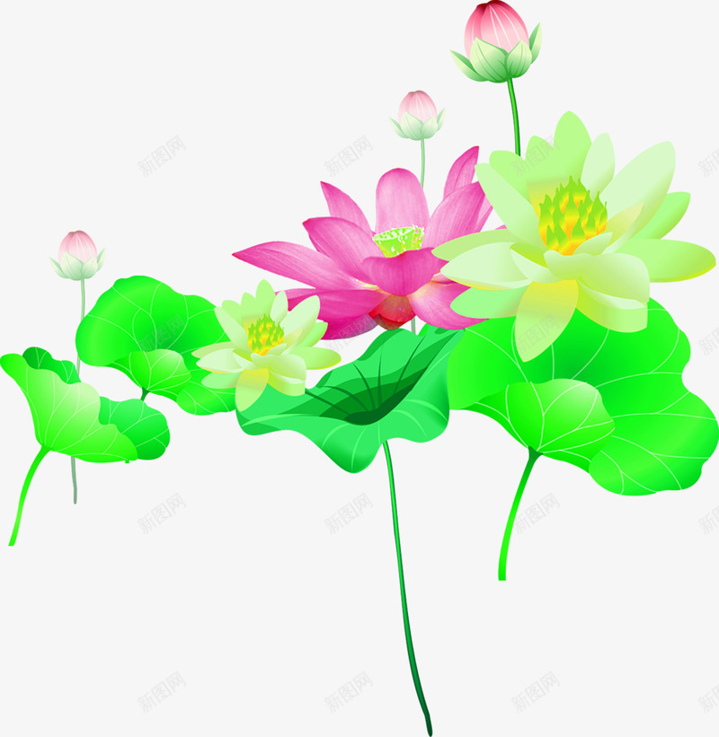 摄影夏日手绘绿色荷叶莲花png免抠素材_新图网 https://ixintu.com 夏日 摄影 绿色 荷叶 莲花