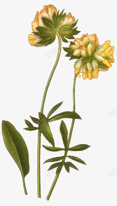 手绘鲜花卡通鲜花花枝png免抠素材_新图网 https://ixintu.com 抽象鲜花 植物花卉 植物花卉素材 花朵 花朵素材 花束 花枝 鲜花 鲜花图片 鲜花相框
