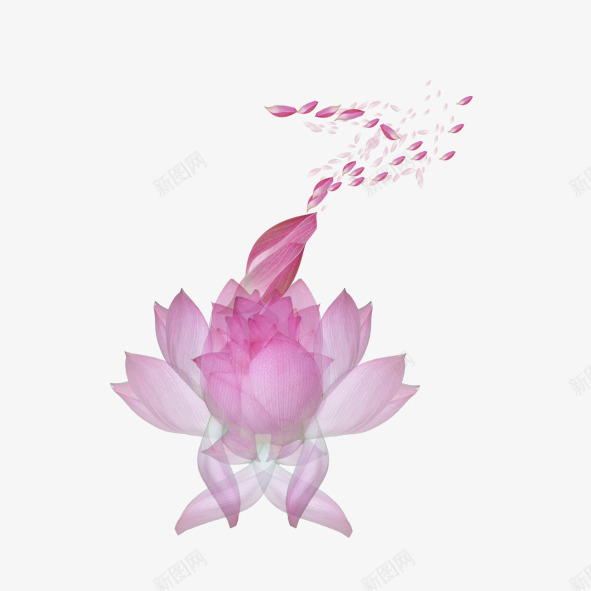 女人似花png免抠素材_新图网 https://ixintu.com 女人花 娇艳 睡莲 芬芳 莲花 鲜艳