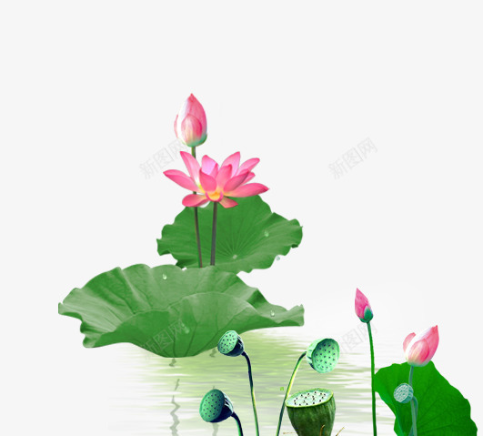 水墨莲花png免抠素材_新图网 https://ixintu.com 水墨 绿色 荷叶 莲花 莲蓬