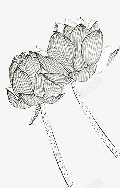 手绘黑色线条莲花装饰png免抠素材_新图网 https://ixintu.com 线条 莲花 装饰 黑色