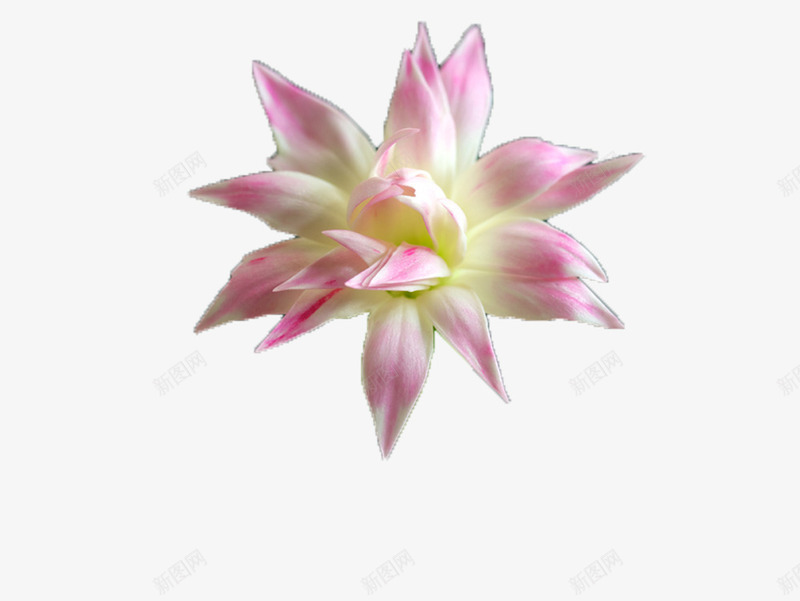 绽放的睡莲png免抠素材_新图网 https://ixintu.com 植物 清新 睡莲 花卉 花朵 莲花