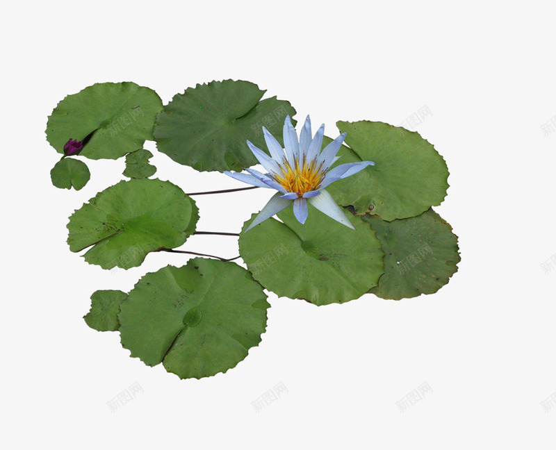水生莲花png免抠素材_新图网 https://ixintu.com 园林 景观元素 莲叶 莲花