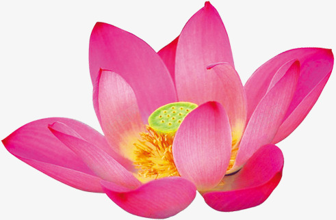 摄影水中莲花红色png免抠素材_新图网 https://ixintu.com 摄影 水中 红色 莲花