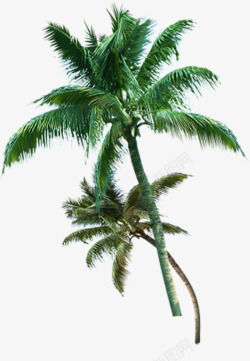 夏日海报卡通植物绿色棕树素材