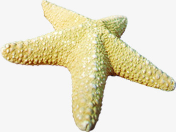 夏日沙滩海边海星磨砂png免抠素材_新图网 https://ixintu.com 夏日 沙滩 海星 海边