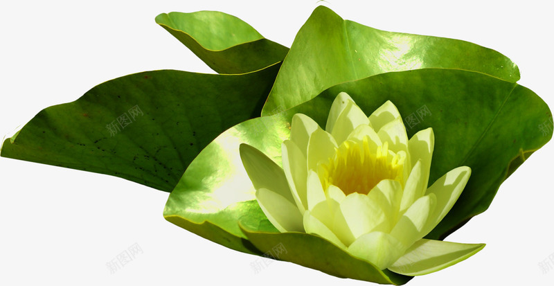 绿色睡莲花png免抠素材_新图网 https://ixintu.com 植物 清新 绿色睡莲 花卉 花朵 莲花 装饰