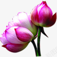 莲花手绘卡通可爱png免抠素材_新图网 https://ixintu.com 卡通 可爱 莲花
