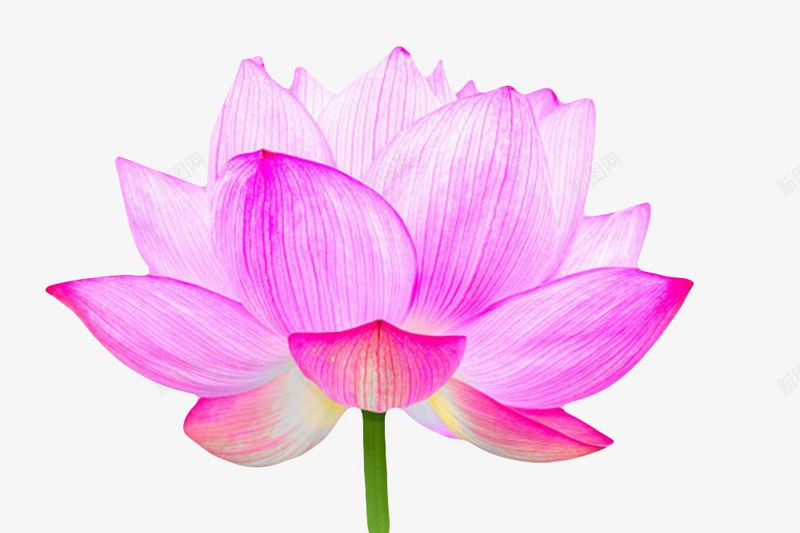 粉紫色纯洁的清澈透白的水芙蓉实png免抠素材_新图网 https://ixintu.com 山龙眼目 水旦 水芙蓉 水芝 清晰 粉紫色纯洁的清澈透白的水芙蓉实物免费下载 芙蓉 芙蕖 花朵 花瓣 莲花 透白 鞭蕖