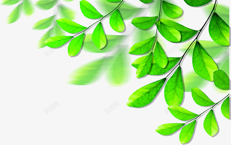 夏日活动绿色植物树叶png免抠素材_新图网 https://ixintu.com 夏日 树叶 活动 绿色植物