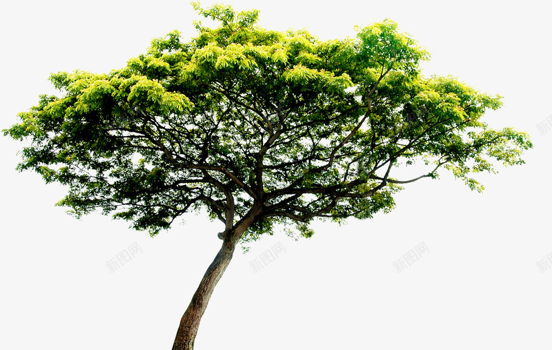 植物夏日海报绿色树木png免抠素材_新图网 https://ixintu.com 夏日 树木 植物 海报 绿色
