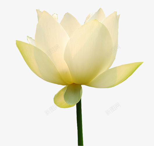 白色荷花png免抠素材_新图网 https://ixintu.com 夏荷 白色 花 荷花 莲花