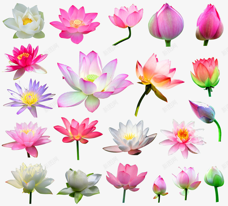 21种莲花图案png免抠素材_新图网 https://ixintu.com 花 莲花 莲花图案