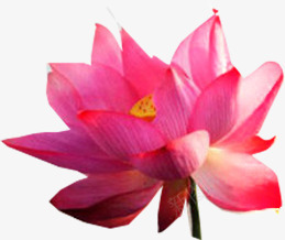 摄影女装海报活动莲花效果png免抠素材_新图网 https://ixintu.com 女装 摄影 效果 活动 海报 莲花