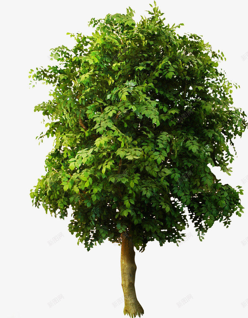 手绘夏日海报小清新树木植物png免抠素材_新图网 https://ixintu.com 夏日 树木 植物 海报 清新
