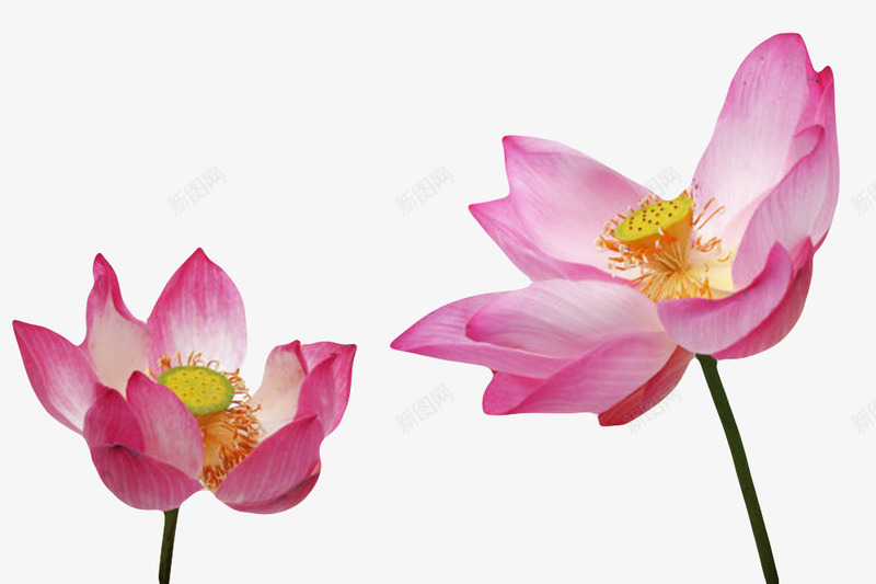 红白色纯洁的盛开的水芙蓉实物png免抠素材_新图网 https://ixintu.com 印度国花 山龙眼目 植物 水旦 水生植物 水芙蓉 浮水植物 芙蓉 芙蕖 荷花种 莲花 莲蓬 鞭蕖