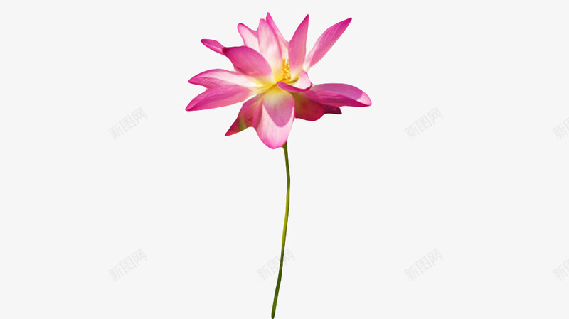 红色纯洁的带白的水芙蓉实物png免抠素材_新图网 https://ixintu.com 印度国花 山龙眼目 开花 水旦 水生植物 水芙蓉 浮水生物 盛开 芙蓉 芙蕖 花梗 莲花 鞭蕖