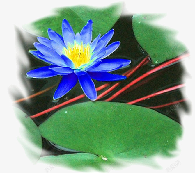 蓝莲花儿png免抠素材_新图网 https://ixintu.com 花儿 莲花 蓝色 蓝莲花