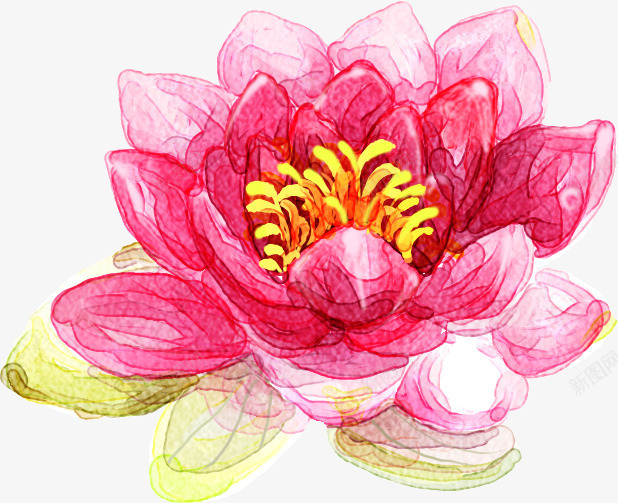 水墨粉色莲花png免抠素材_新图网 https://ixintu.com 水墨 粉色 素材 莲花
