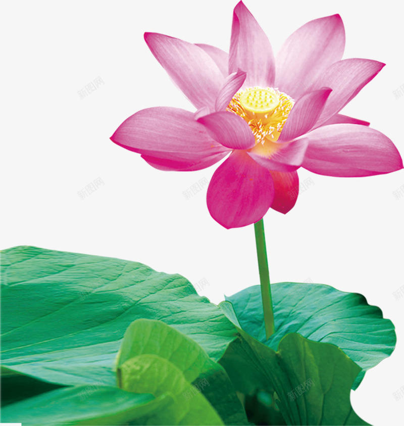 黄色花蕊粉色莲花png免抠素材_新图网 https://ixintu.com 粉色 花蕊 莲花 黄色