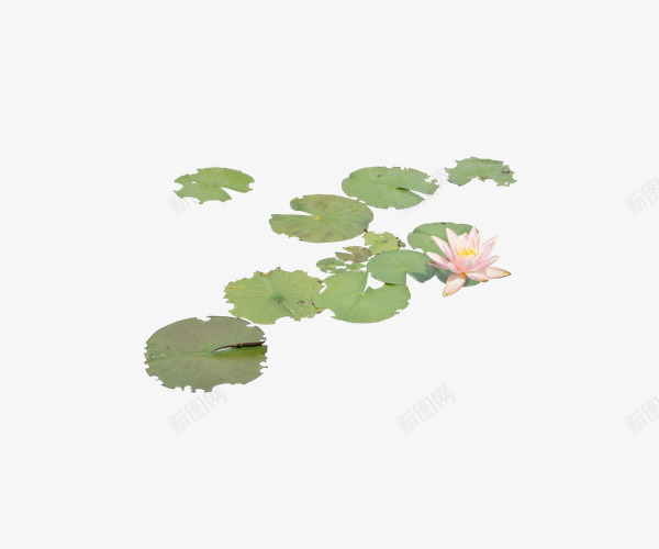 绿叶粉色莲花荷塘png免抠素材_新图网 https://ixintu.com 粉色 粉色绿叶 绿叶 荷塘 莲花
