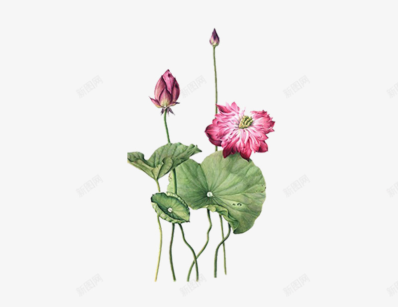 荷花红色png免抠素材_新图网 https://ixintu.com 中国风 植物 自然元素 荷叶 莲子 莲花