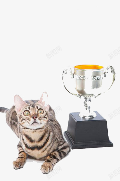 猫躺下靠近奖杯png免抠素材_新图网 https://ixintu.com 奖杯 猫 躺下 靠近