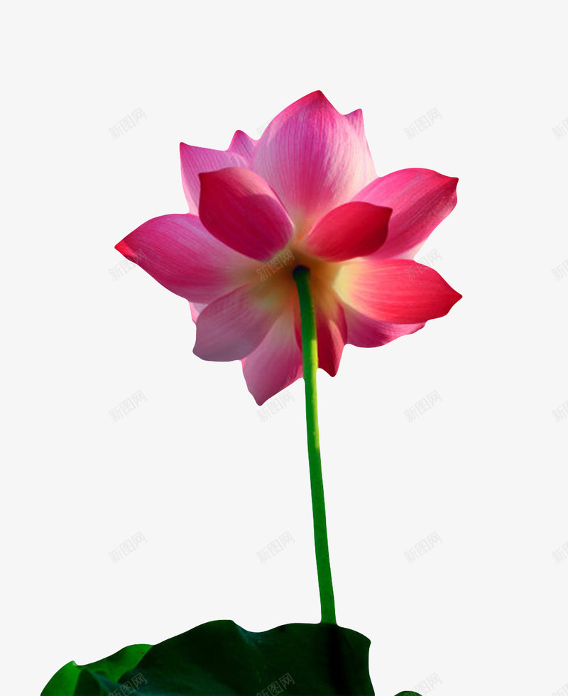 红色纯洁的嫩嫩的水芙蓉实物png免抠素材_新图网 https://ixintu.com 印度国花 山龙眼目 开花 植物 水旦 水生植物 水芙蓉 艳丽 芙蓉 芙蕖 花开 莲花 鞭蕖 鲜艳