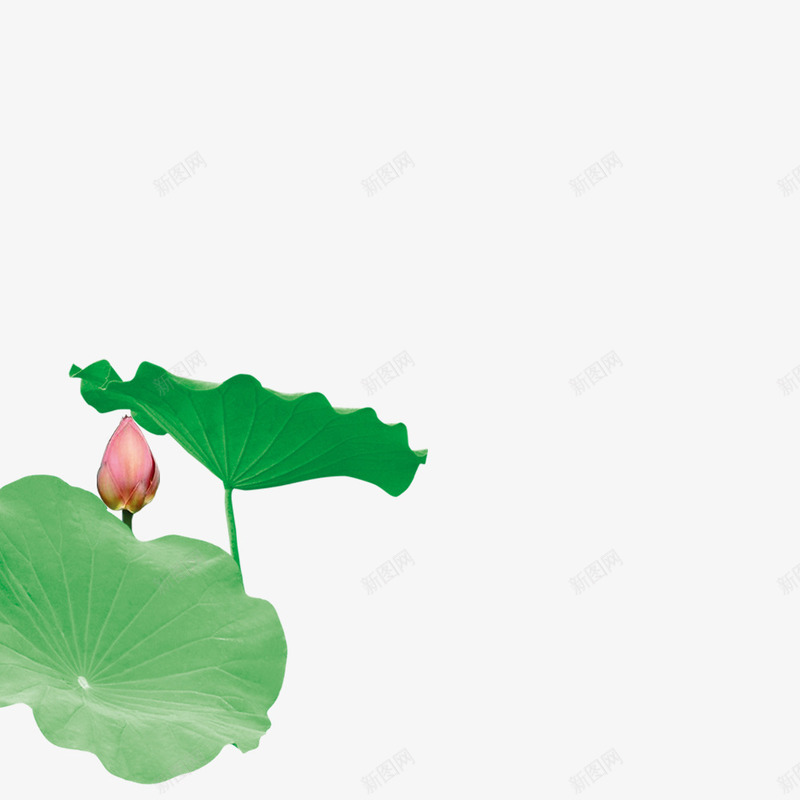 植物海报绿色小清新莲花png免抠素材_新图网 https://ixintu.com 植物 海报 清新 绿色 莲花