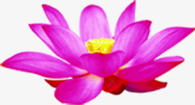 手绘摄影海报莲花效果png免抠素材_新图网 https://ixintu.com 摄影 效果 海报 莲花