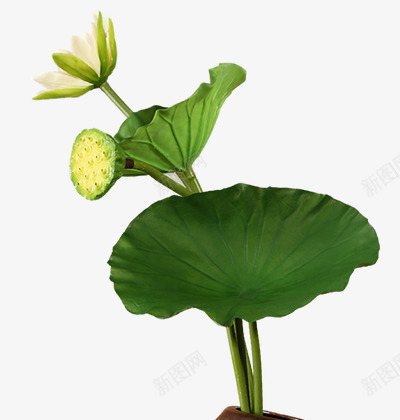 植物莲花绿色荷叶花瓣png免抠素材_新图网 https://ixintu.com 植物 绿色 花瓣 荷叶 莲花
