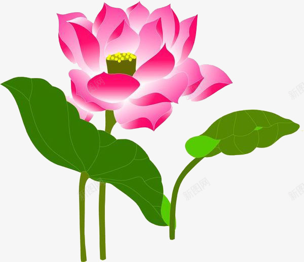 一朵莲花png免抠素材_新图网 https://ixintu.com 欢庆 淤泥 节日 藕片