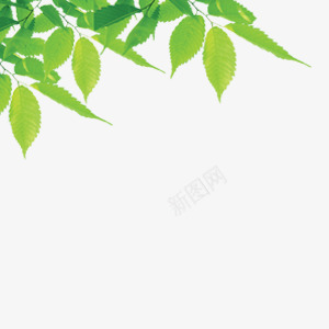 城市绿色风景泛光的绿叶png免抠素材_新图网 https://ixintu.com 垂挂 城市 泛光的绿叶 环保 绿色风景