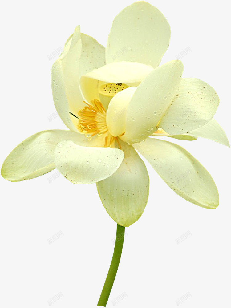 白色莲花莲蓬png免抠素材_新图网 https://ixintu.com 白色 莲花 莲蓬