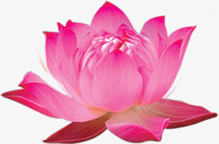红色莲花效果png免抠素材_新图网 https://ixintu.com 效果 红色 莲花 设计