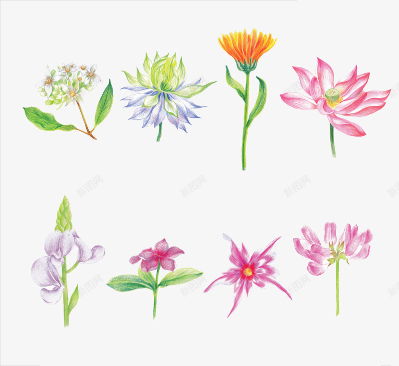 各种花手绘png免抠素材_新图网 https://ixintu.com 手绘 美术 花 花瓣 蓝莲花