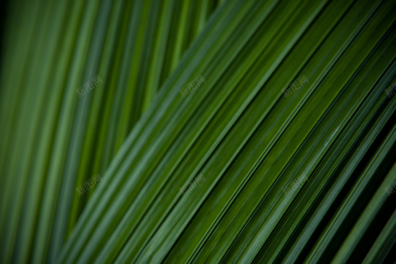 热带植物叶子图8jpg设计背景_新图网 https://ixintu.com 热带 植物 叶子