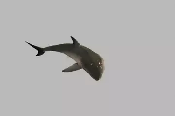 鲨鱼游动gif360动物动作素材