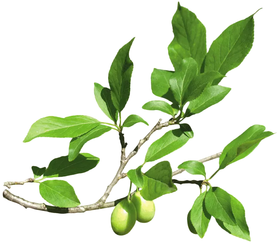 草类植物绿叶藤蔓叶子花朵薰衣草玫瑰花植物花草类丶素材