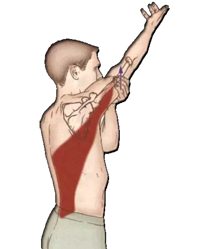 肩部肌肉的拉伸放松合理拉伸是对肌肉的一种放松是对疲gif免抠素材_新图网 https://ixintu.com 肌肉 拉伸 放松 是对 肩部 合理 一种