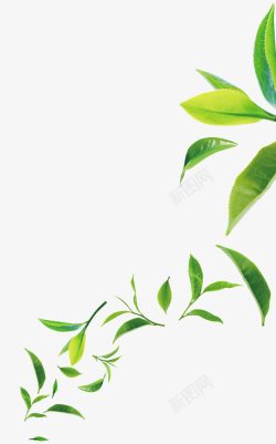 茶叶图案绿色清新茶叶装饰图案高清图片