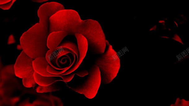 玫瑰酥黑暗中的红色玫瑰海报背景背景