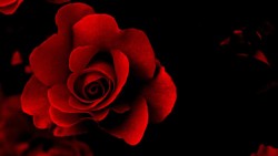 黑暗中的灯光黑暗中的红色玫瑰海报背景高清图片