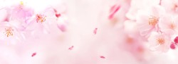 桃花淘宝梦幻粉色花朵背景高清图片