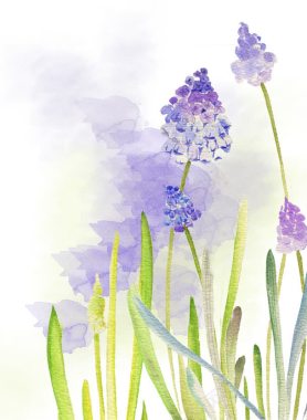 紫色水彩风信子花朵背景
