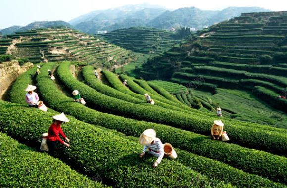 安溪茶园采茶的人们背景