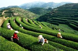 茶叶安溪茶园采茶的人们高清图片