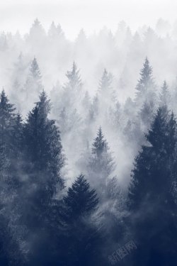 森林雾气背景冬季浓厚雾气的森林高清图片