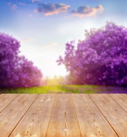 紫色横版海报紫色花树木板海报背景高清图片