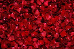 玫瑰与酒唯美酒红色玫瑰花瓣高清图片